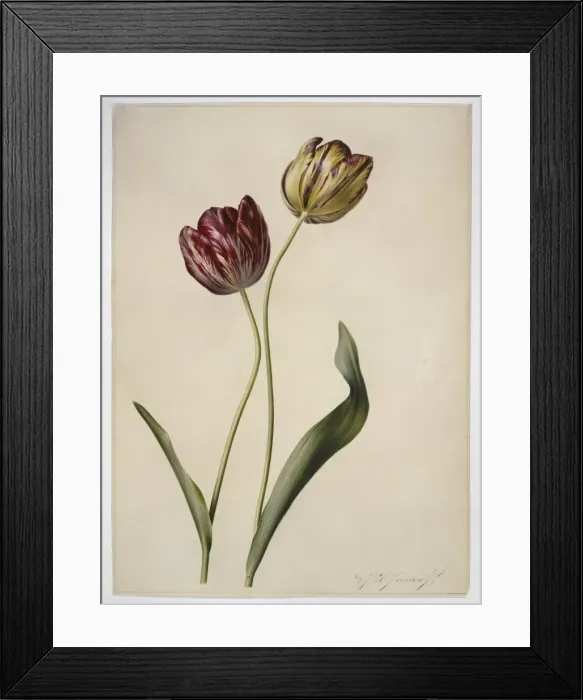 Framed Print : Tulipa gesneriana, tulip Framed Print : Tulipa gesneriana, tulip