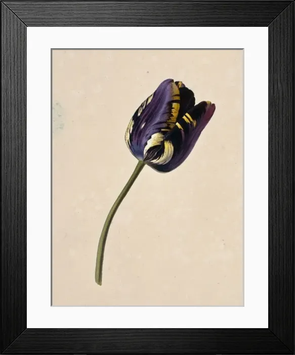 Framed Print : Tulipa cultivar, tulip Framed Print : Tulipa cultivar, tulip