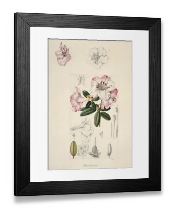 Framed Print : Rhododendron moupinense, rhododendron Framed Print : Rhododendron moupinense, rhododendron