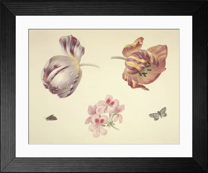 Framed Print : Tulipa cultivar, tulip Framed Print : Tulipa cultivar, tulip