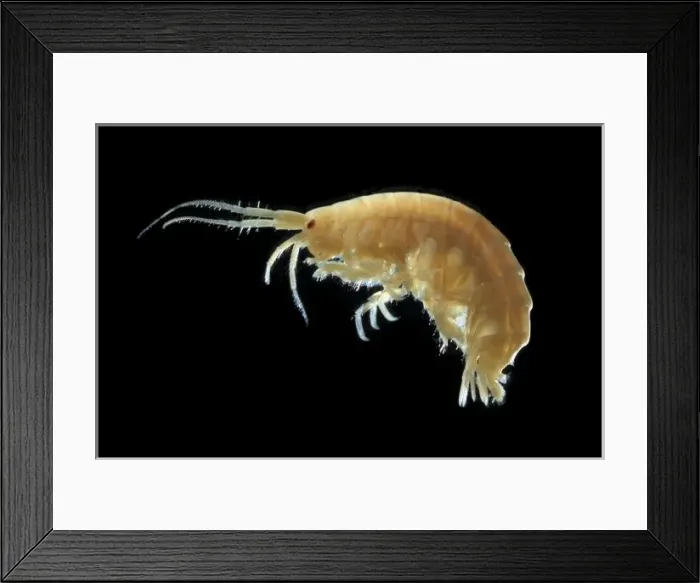 Framed Print : Mallacoota insignis Framed Print : Mallacoota insignis