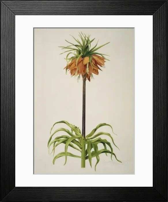 Framed Print : Fritillaria imperialis, crown imperial Framed Print : Fritillaria imperialis, crown imperial