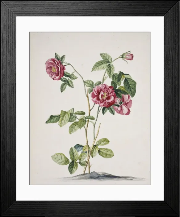 Framed Print : Rosa cf. damascena, damask rose Framed Print : Rosa cf. damascena, damask rose
