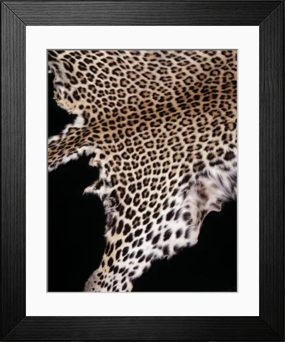 Framed Print : Panthera pardus pardus, African leopard Framed Print : Panthera pardus pardus, African leopard