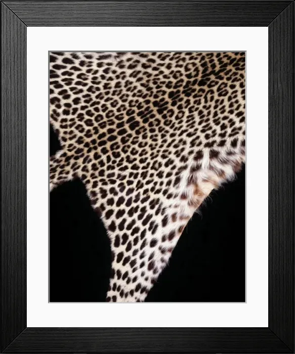 Framed Print : Panthera pardus pardus, African leopard Framed Print : Panthera pardus pardus, African leopard