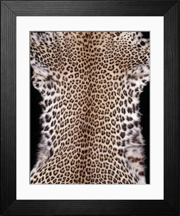 Framed Print : Panthera pardus pardus, African leopard Framed Print : Panthera pardus pardus, African leopard