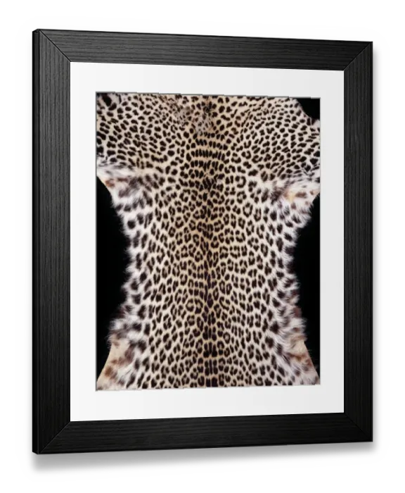 Framed Print : Panthera pardus pardus, African leopard Framed Print : Panthera pardus pardus, African leopard