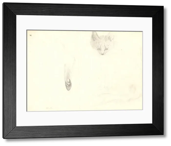Framed Print : Leptailurus serval, serval Framed Print : Leptailurus serval, serval