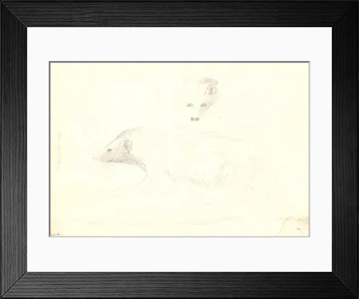 Framed Print : Mustela. Ff. 7. Mustela Galerva. Drawing by George Forster Framed Print : Mustela. Ff. 7. Mustela Galerva. Drawing by George Forster