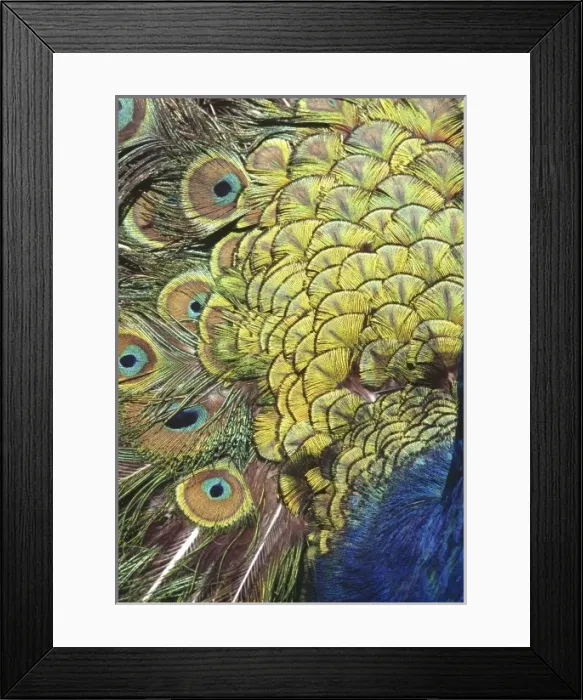 Framed Print : Pavo cristatus, Indian peafowl Framed Print : Pavo cristatus, Indian peafowl