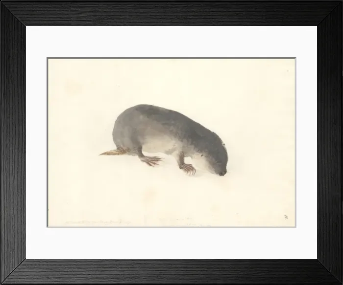 Framed Print : Tofer capensis Framed Print : Tofer capensis