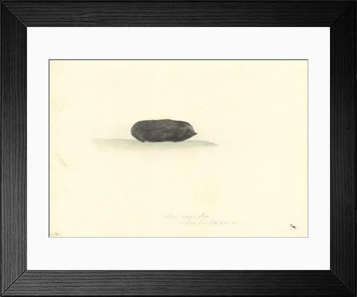 Framed Print : Echidna nebulosa, clouded eel Framed Print : Echidna nebulosa, clouded eel