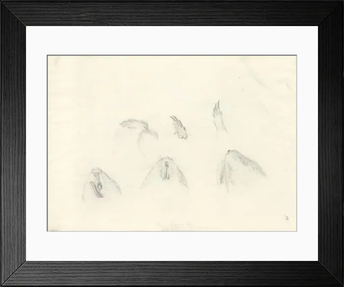 Framed Print : Tofer capensis Framed Print : Tofer capensis