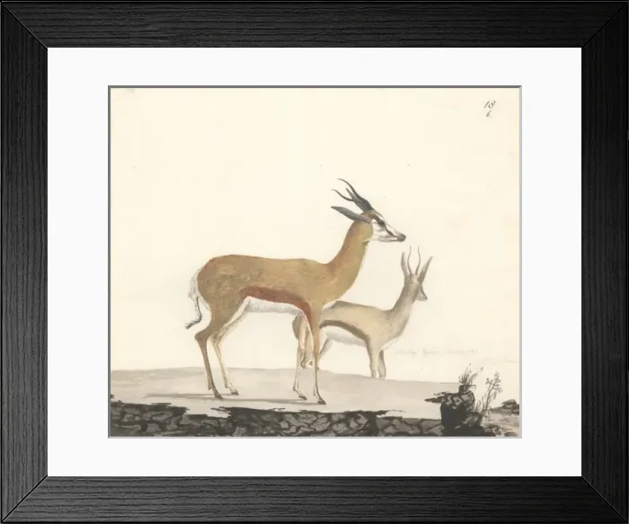 Framed Print : Damaliscus pygargus, bontebok Framed Print : Damaliscus pygargus, bontebok