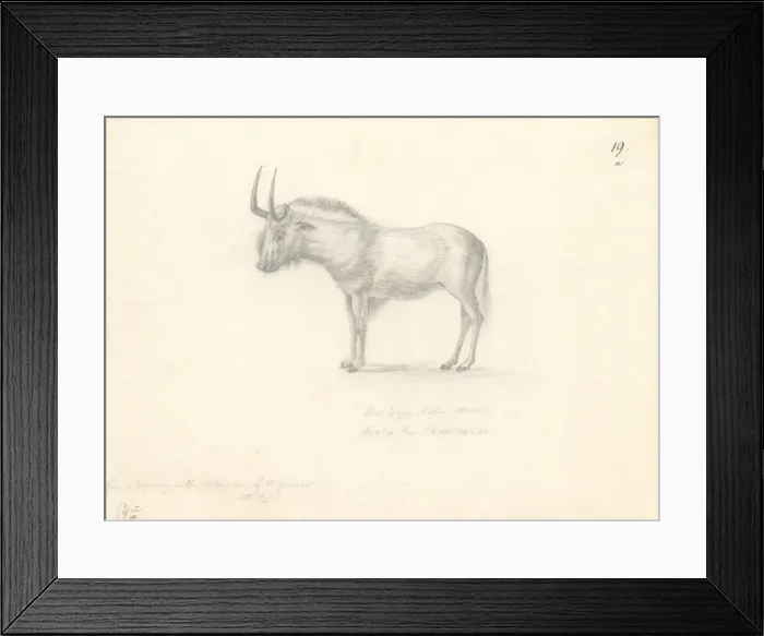 Framed Print : Antilope Gnu Framed Print : Antilope Gnu