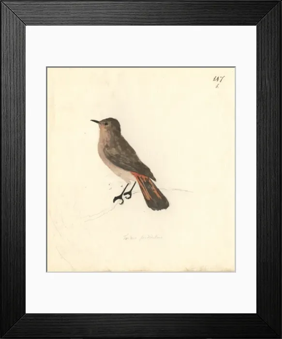 Framed Print : Pericriotus cinnamomeus, small minivet Framed Print : Pericriotus cinnamomeus, small minivet