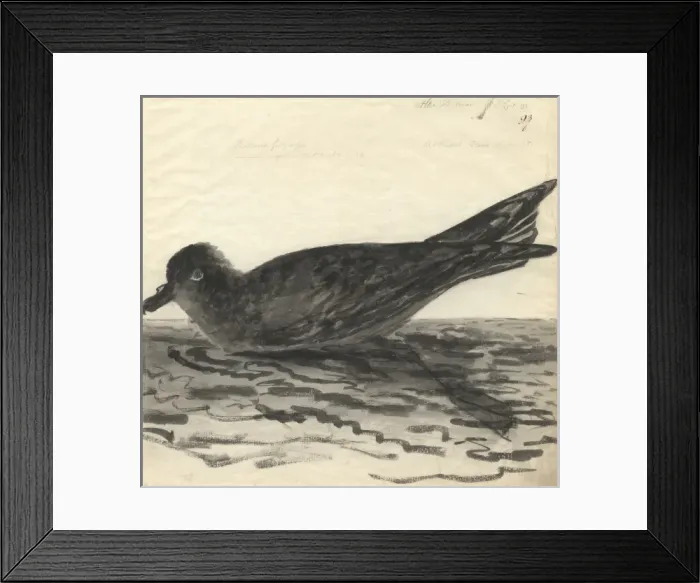 Framed Print : Pterodroma macroptera, great-winged petrel Framed Print : Pterodroma macroptera, great-winged petrel