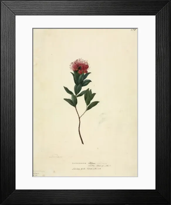 Framed Print : Metrosideros fulgens, scarlet rata Framed Print : Metrosideros fulgens, scarlet rata