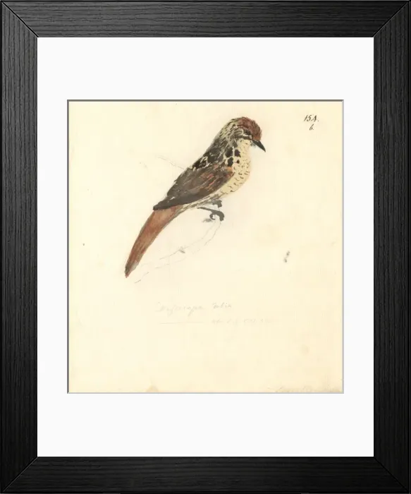 Framed Print : Sphenoeacus afer, Cape grassbird Framed Print : Sphenoeacus afer, Cape grassbird