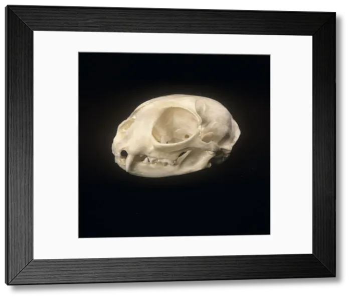 Framed Print : Felis silvestris, cat Framed Print : Felis silvestris, cat