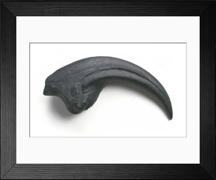 Framed Print : Torvosaurus claw Framed Print : Torvosaurus claw