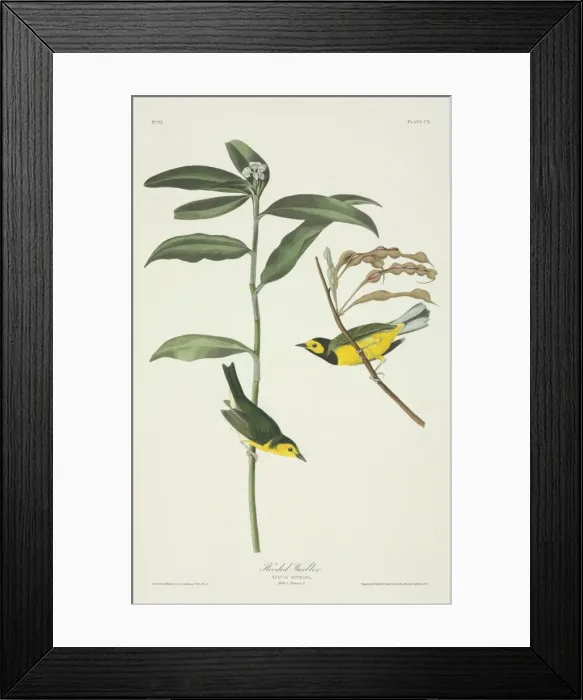 Framed Print : Wilsonia citrina, hooded warbler Framed Print : Wilsonia citrina, hooded warbler
