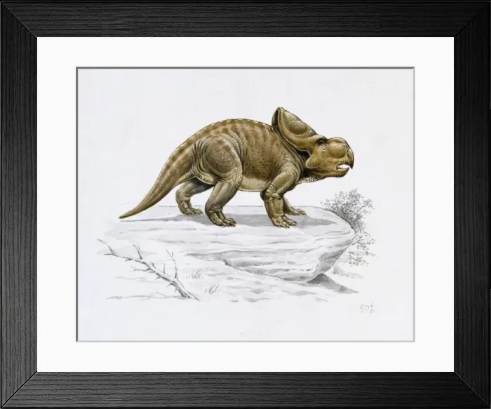 Framed Print : Protoceratops Framed Print : Protoceratops