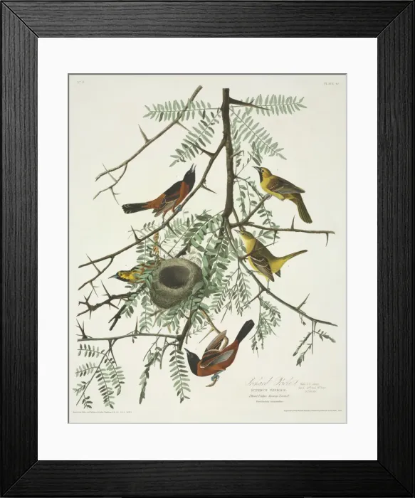 Framed Print : Icterus spurius, orchard oriole Framed Print : Icterus spurius, orchard oriole