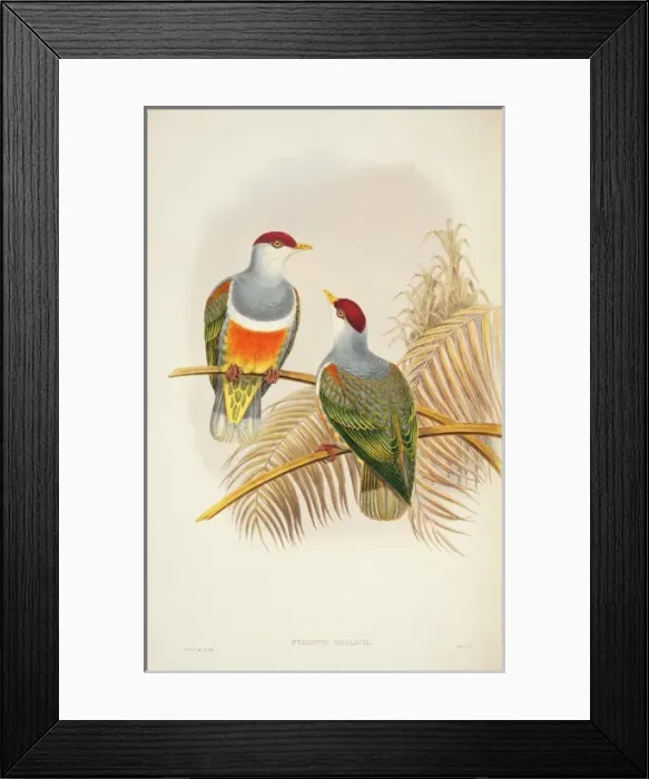 Framed Print : Ptilinopus wallacii, Wallaces fruit-dove Framed Print : Ptilinopus wallacii, Wallaces fruit-dove