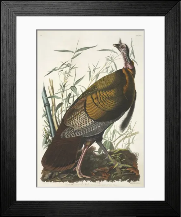 Framed Print : Meleagris gallopavo, wild turkey Framed Print : Meleagris gallopavo, wild turkey