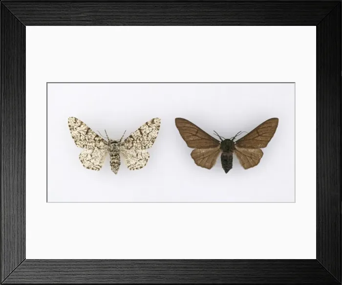 Framed Print : Biston betularia, peppered moth Framed Print : Biston betularia, peppered moth