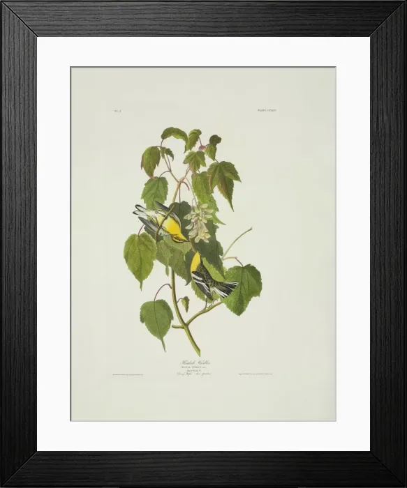 Framed Print : Dendroica fusca, Blackburnian warbler Framed Print : Dendroica fusca, Blackburnian warbler