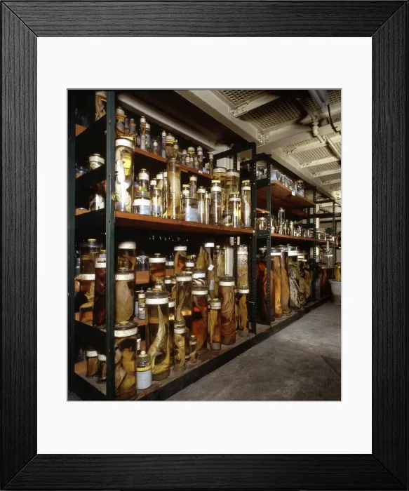 Framed Print : Fish Specimens in the Spirit Building Framed Print : Fish Specimens in the Spirit Building