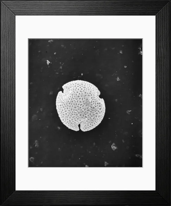 Framed Print : Fraxinus excelsior, weeping ash pollen Framed Print : Fraxinus excelsior, weeping ash pollen