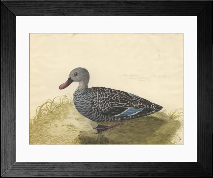 Framed Print : Anas capensis, Cape teal Framed Print : Anas capensis, Cape teal