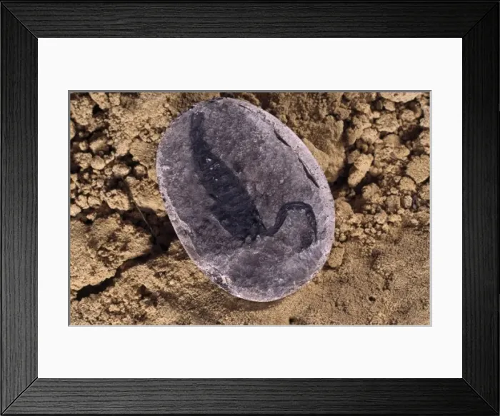 Framed Print : Paraisobuthus prantli, scorpion Framed Print : Paraisobuthus prantli, scorpion