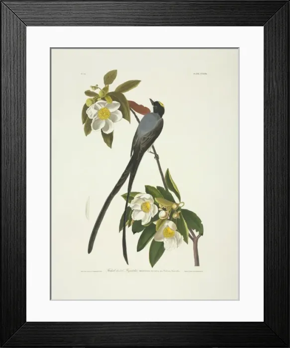 Framed Print : Tyrannus savana, fork-tailed flycatcher Framed Print : Tyrannus savana, fork-tailed flycatcher