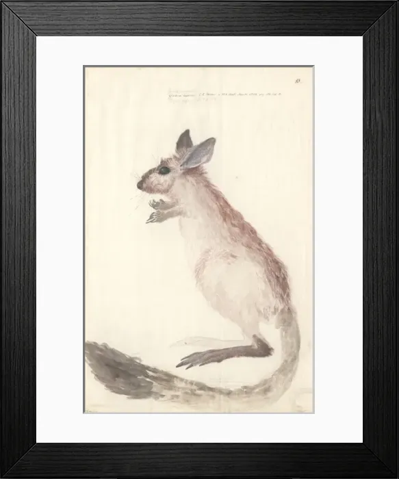 Framed Print : Dipus capensis, cape jerboa Framed Print : Dipus capensis, cape jerboa