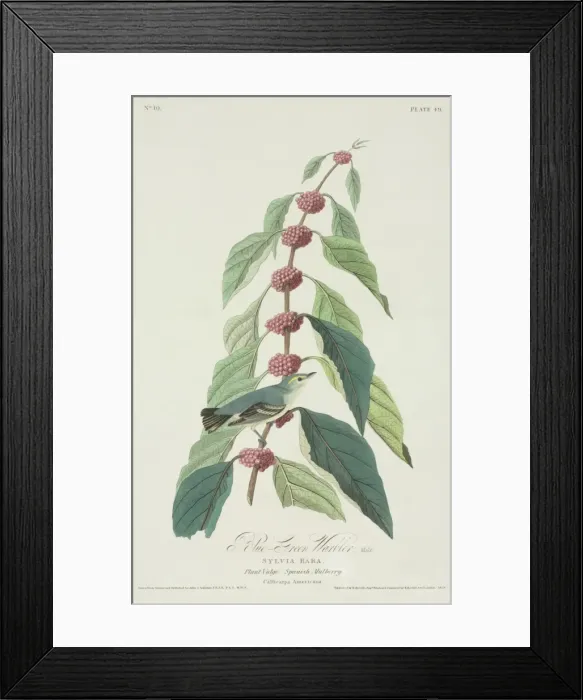 Framed Print : Dendroica cerulea, cerulean warbler Framed Print : Dendroica cerulea, cerulean warbler