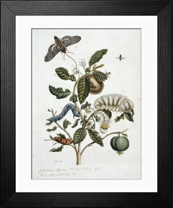 Framed Print : Surinaamsche Insecten, Insects of Surinam Framed Print : Surinaamsche Insecten, Insects of Surinam