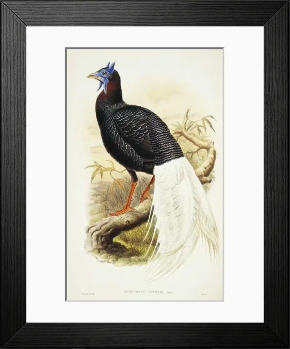 Framed Print : Lophura bulweri, Bulwers pheasant Framed Print : Lophura bulweri, Bulwers pheasant
