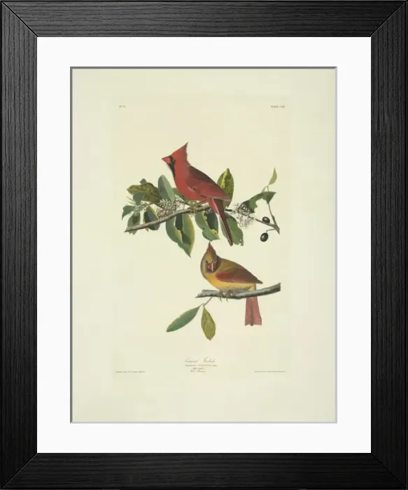 Framed Print : Cardinalis cardinalis, northern cardinal Framed Print : Cardinalis cardinalis, northern cardinal