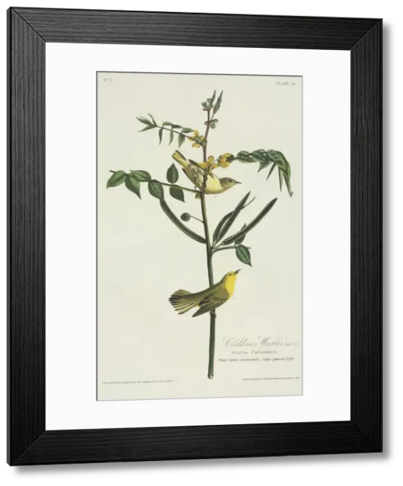 Framed Print : Dendroica petechia, yellow warbler Framed Print : Dendroica petechia, yellow warbler