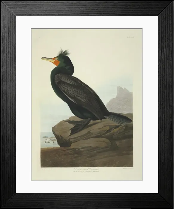 Framed Print : Phalacrocorax auritus, double-crested cormorant Framed Print : Phalacrocorax auritus, double-crested cormorant