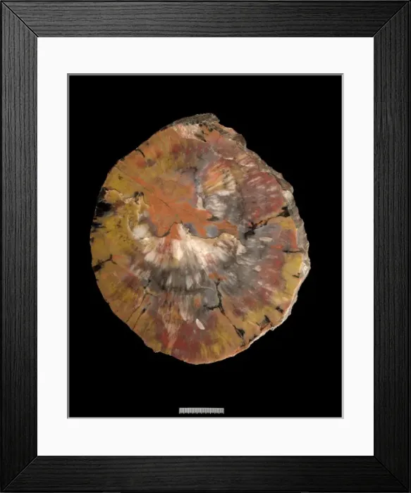 Framed Print : Araucarioxylon arizxonicum, conifer Framed Print : Araucarioxylon arizxonicum, conifer