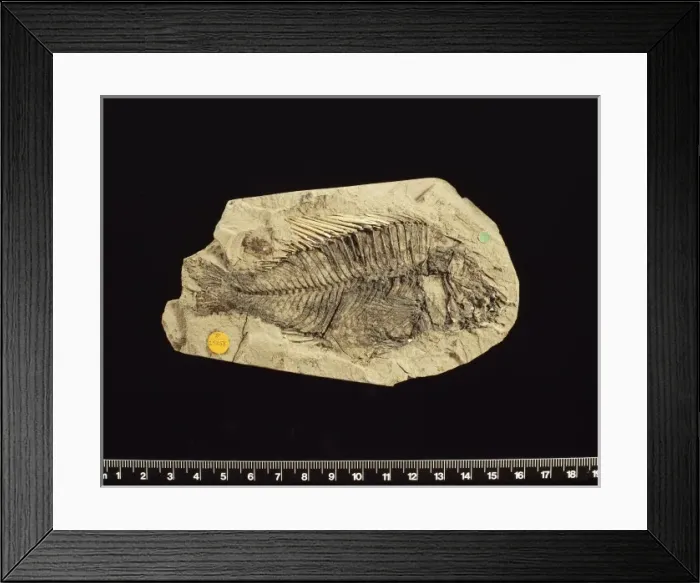 Framed Print : Fossilised Macracara prisca, cichlid Framed Print : Fossilised Macracara prisca, cichlid