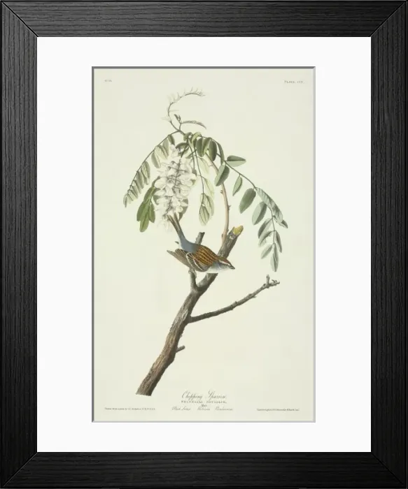 Framed Print : Spizella passerina, chipping sparrow Framed Print : Spizella passerina, chipping sparrow