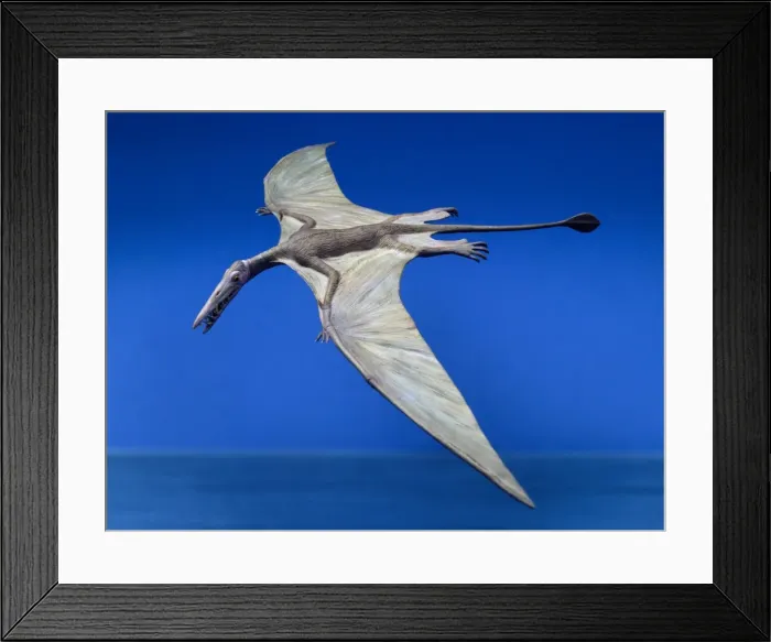 Framed Print : Rhamphorhynchus Framed Print : Rhamphorhynchus