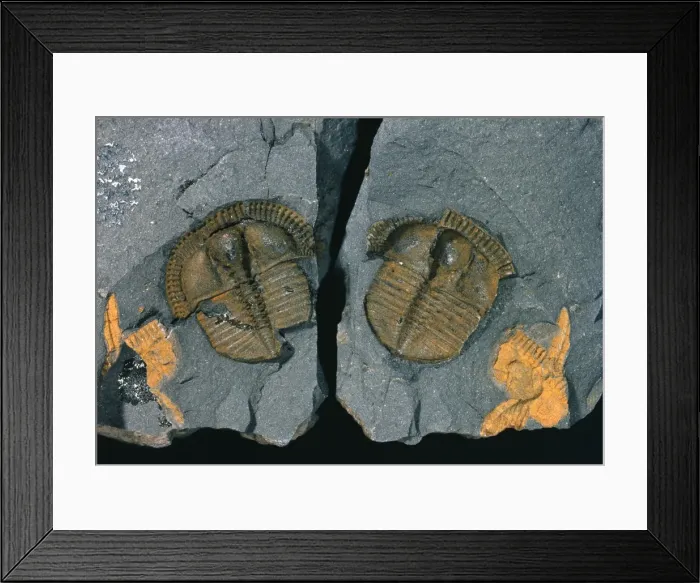 Framed Print : Trinucleus, trinucleid trilobite Framed Print : Trinucleus, trinucleid trilobite