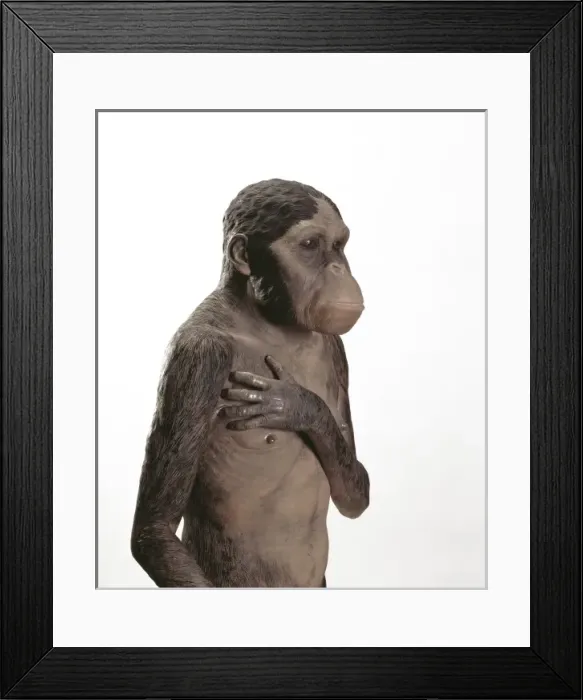Framed Print : Australopithecus africanus Framed Print : Australopithecus africanus